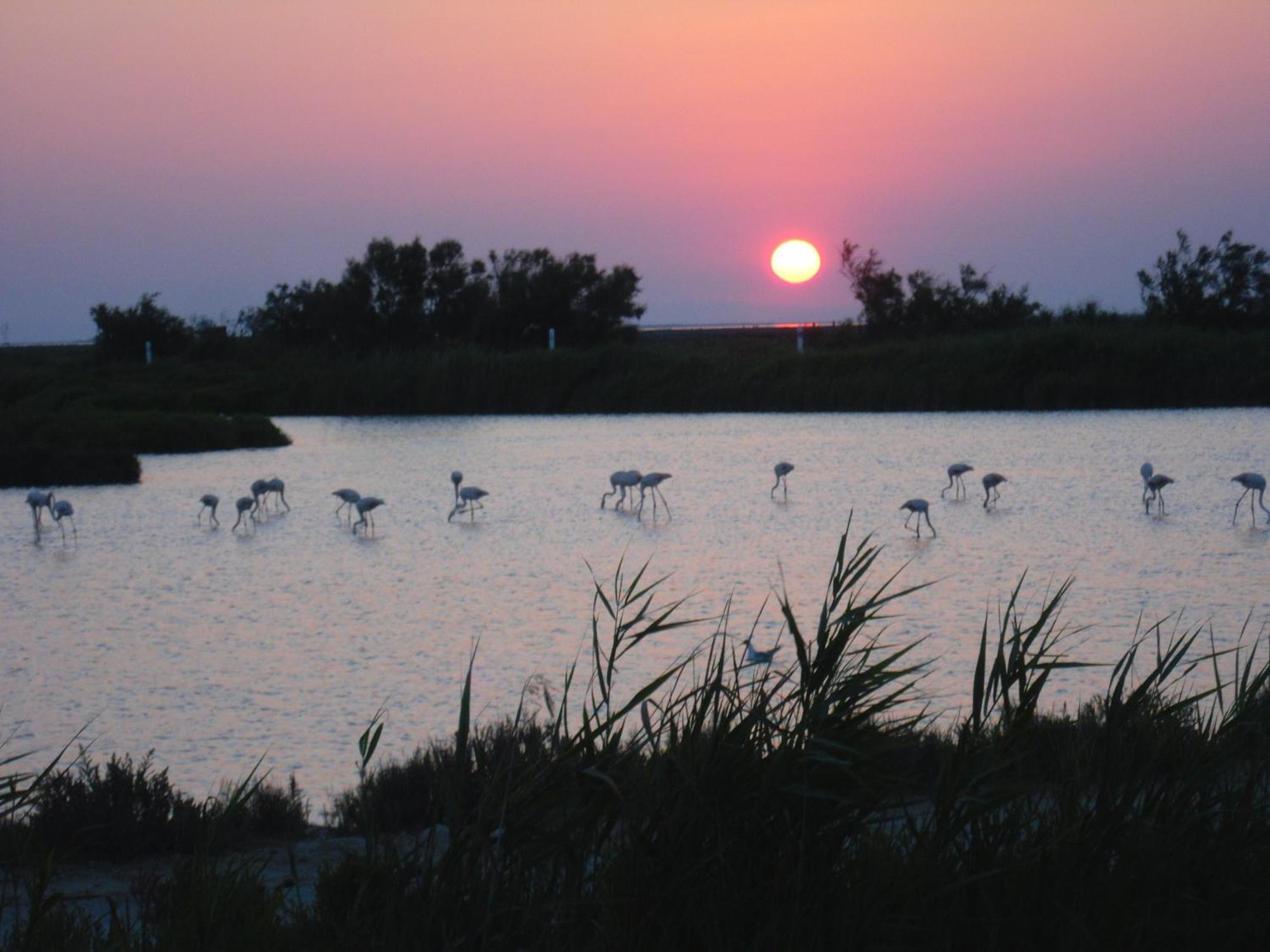 Chambre Les Flamants, Avec Vue Imprenable Sur Les Etangs, Les Oiseaux, La Nature, Petit Dejeuner Compris Saintes-Maries-de-la-Mer Eksteriør bilde